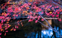 五星大饭店演员表